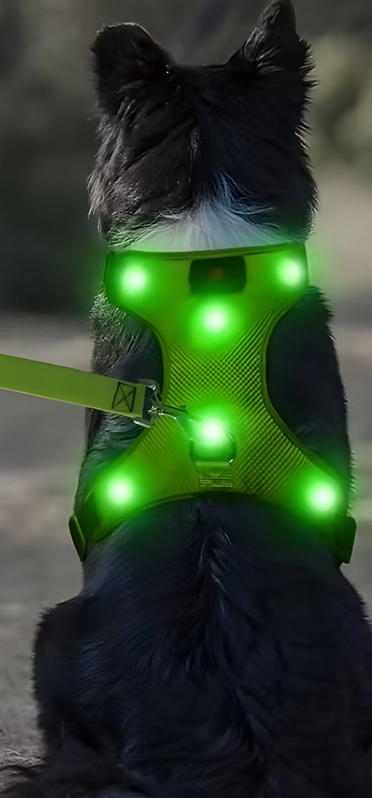 GlowBuddy Harness