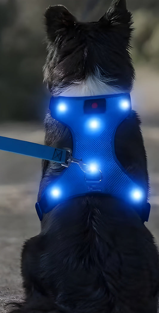 GlowBuddy Harness